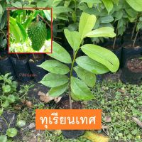 ต้นทุเรียนเทศ ทุเรียนน้ำ (Soursop) เพาะเมล็ด ผลรัปทานได้ มีปเมล็ดพันธุ์คุณภาพสูง