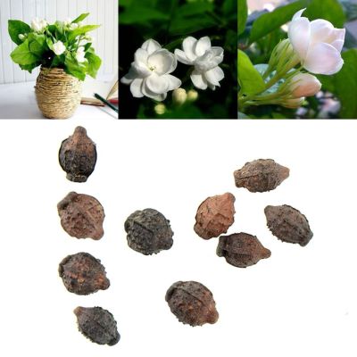 10 เมล็ดพันธุ์ มะลิซ้อน Jasmine flower Seeds มีคู่มือพร้อมปลูก อัตราการงอกสูง 70-80%