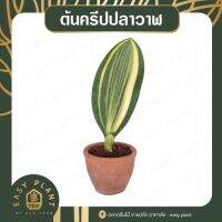 ( Pro+++ ) สุดคุ้ม ครีบปลาวาฬ(ใบด่าง) ทนมาก เลี้ยงง่ายสุด - easyplant ราคาคุ้มค่า พรรณ ไม้ น้ำ พรรณ ไม้ ทุก ชนิด พรรณ ไม้ น้ำ สวยงาม พรรณ ไม้ มงคล