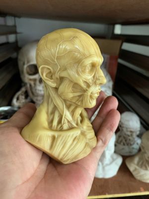 Art by human musculoskeletal head carved skulls drawing reference bust anatomical skull model art