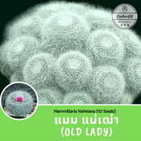 แมม แม่เฒ่า Mammillaria Hahniana (OLD LADY) 10 เมล็ด