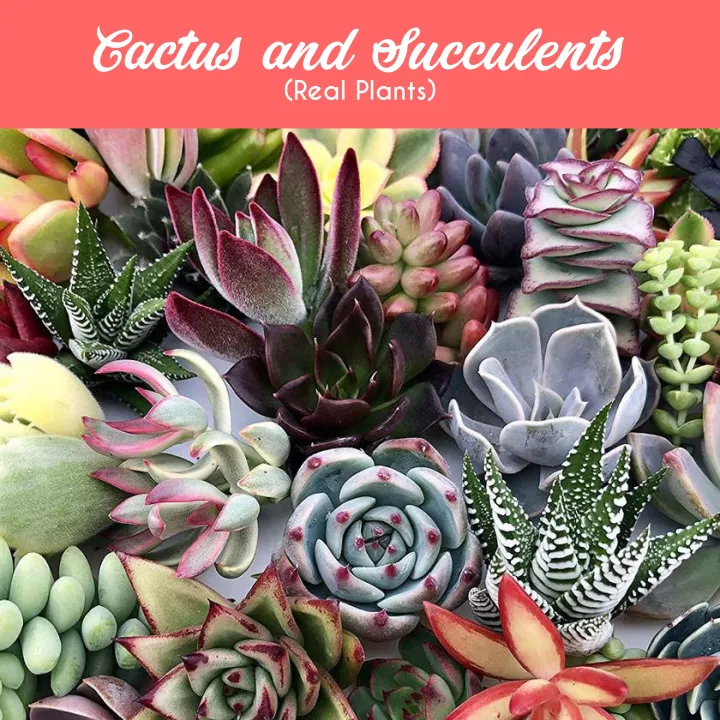 Real Live Cactus and Succulents Plant Without Pot Shipped Bare Root No