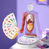 Science canned anatomical model organs can remove our body an phonetic teaching children toys