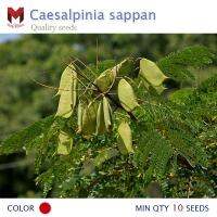 ฝางเสน Caesalpinia sappan สมุนไพรให้สีแต่งสีอาหาร (20เมล็ด)