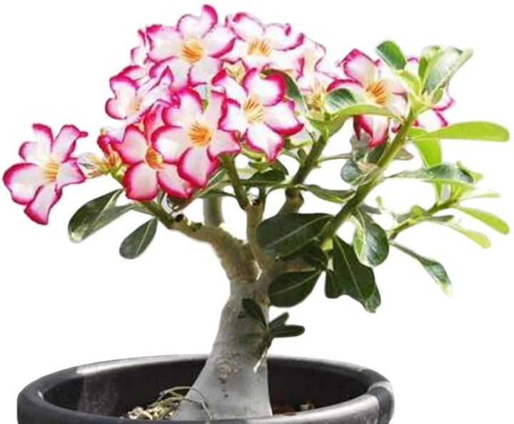 10-เมล็ด-เมล็ดพันธุ์-bonsai-ชวนชม-สายพันธุ์ไต้หวัน-สีชมพู-adenium-seed-กุหลาบทะเลทราย-desert-rose-ราชินีบอนไซ-มีคู่มือปลูก-นำเข้าจากไต้หวัน