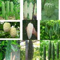 เมล็ดพันธุ์ มะระ ( bitter gourd seeds ) มีให้เลือกหลายชนิดค่ะ