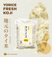 Yorice Koji โคจิจากข้าวท่อนอินทรีย์