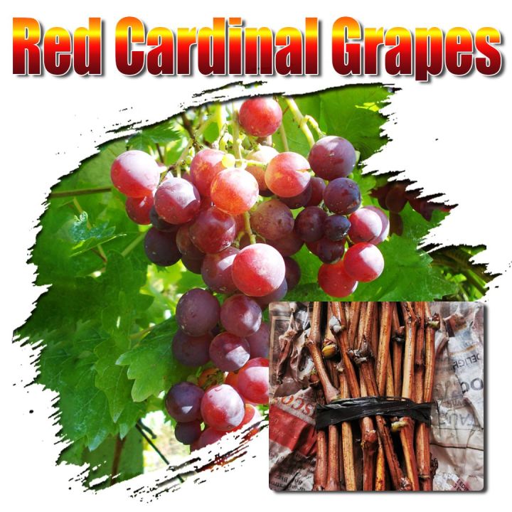 Grapes Cutting Red Cardinal Variety Tropical Grapes Grapevine ...