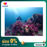 [ผ่อน 0%]Diving Trip Liveaboard 15 dives