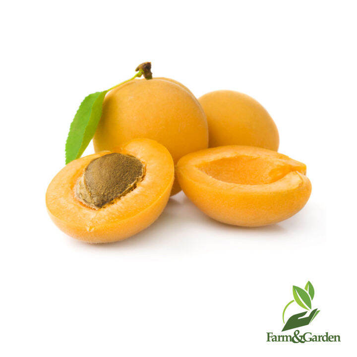 Apricot Seeds 5 pcs per pack Lazada PH