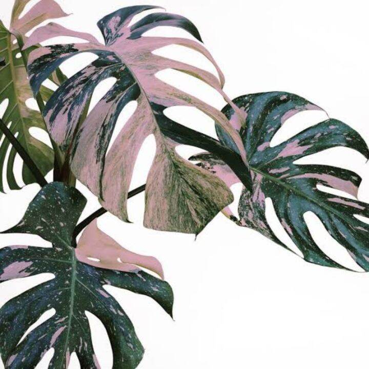 monstera albo deliciosa variegata ( Pink , Yellow , White )50 seeds