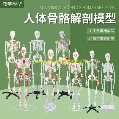 85 cm body skeleton skeleton model of human body skeleton model of adult small teaching model spinal bones