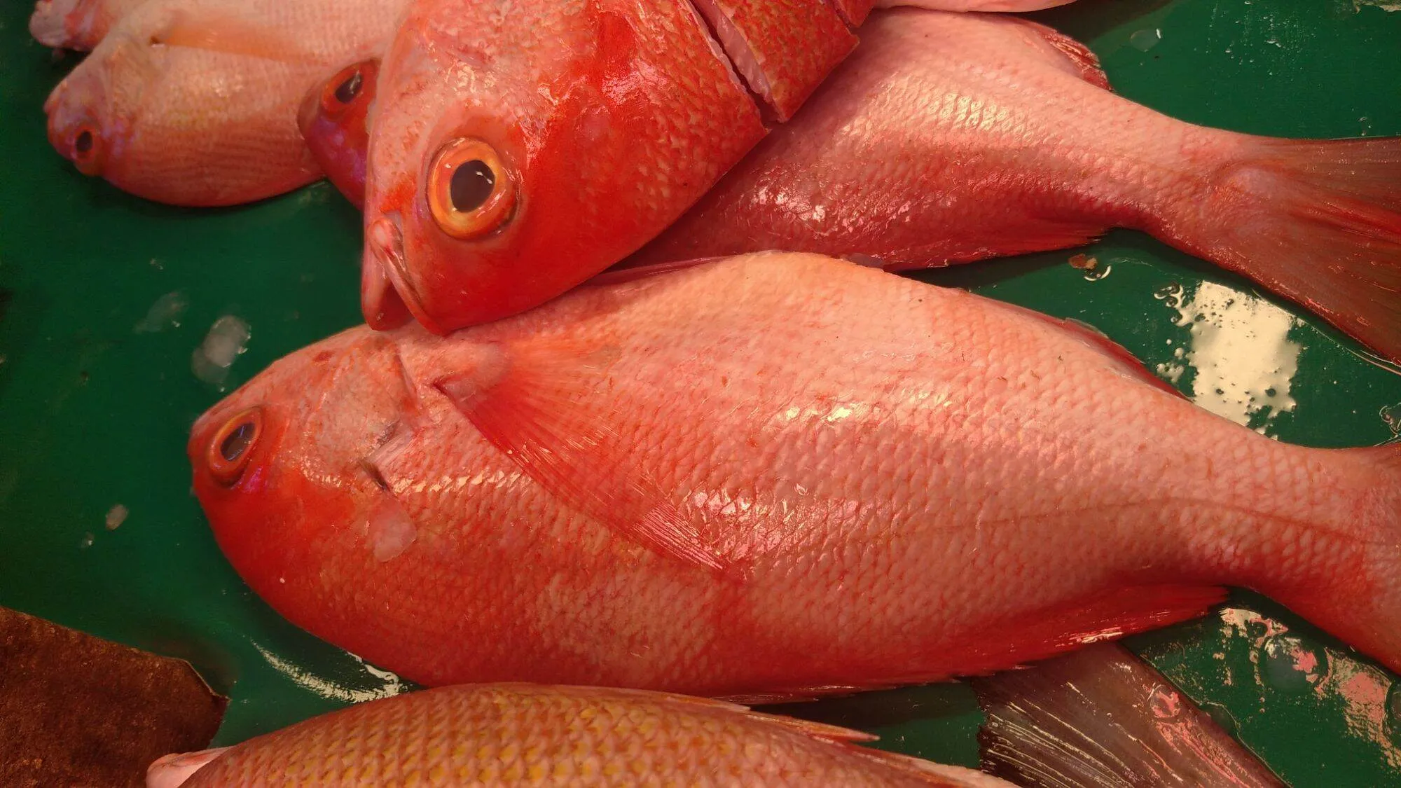 Fresh Maya Maya Fish 1kg Lazada Ph