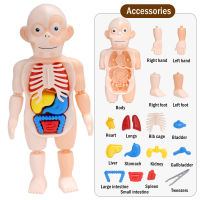 3D ร่างกายมนุษย์รุ่น Montessori เด็กยุ่งของเล่น DIY อวัยวะการเรียนรู้ของเล่นกายวิภาคศาสตร์ประกอบจอแสดงผลของเล่น