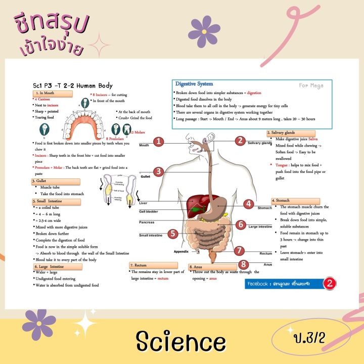 ชีทสรุป-ป-3-เทอม-2-แนวอัสสัม-เซนต์คาเบียล-รวม-5-วิชาหลัก