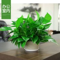 [COD] radish potted green plant removes formaldehyde and hanging big leaf basket good for raising flowers