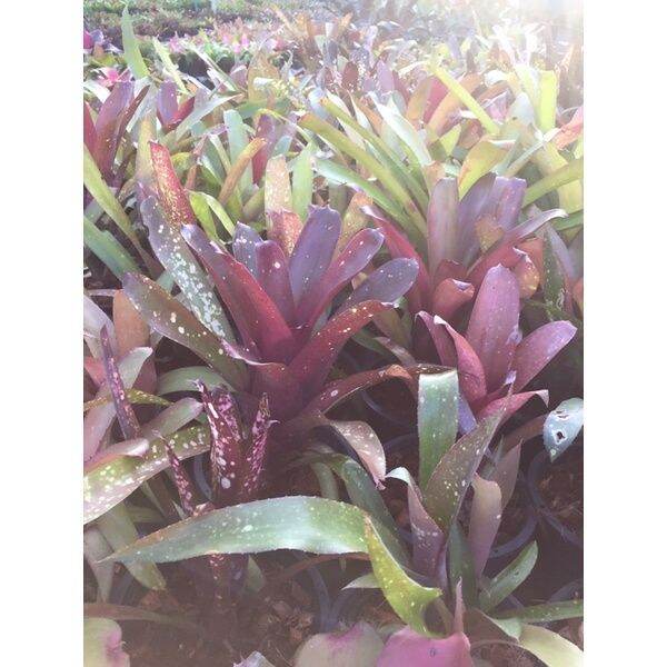 hot-บิวคละสายพันธ์-bill-ขายโล๊ะๆ-neo-hybrid-ต้นสับประรดสี-สับปะรดสี-bromeliad-ต้นไม้สวยงาม-ไม้ประดับ-ตกแต่งสวน-ส่งด่วน-พรรณ-ไม้-น้ำ-พรรณ-ไม้-ทุก-ชนิด-พรรณ-ไม้-น้ำ-สวยงาม-พรรณ-ไม้-มงคล