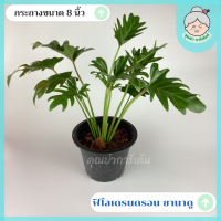 ฟิโลเดรนดรอน ซานาดู (PHILODENDRON XANADU) ต้นไม้ฟอกอากาศ ดูดสารพิษ  ส่งพร้อมกระถาง 8 นิ้ว ต้นสูง 30-50 ซ.ม คัดฟอร์มสวยส่ง ปลูกในบ้านได้