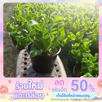 ( Promotion+++) คุ้มที่สุด เฟิร์น คอบบร้า Cobra Birds nest fern เฟิร์นข้าหลวงคอบบร้า ไม้มงคล ไม้ฟอกอากาศ กระถาง 5.5 นิ้ว ลำต้นสูง 20 ซม ราคาดี พรรณ ไม้ น้ำ พรรณ ไม้ ทุก ชนิด พรรณ ไม้ น้ำ สวยงาม พรรณ ไม้ มงคล