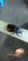 ด้วงกว่าง ตัวเมีย   Lanna Beetle , Fighting beetle  ส่งพร้อมอ้อยทีตัดแล้วหรือสับปะรด ตัวละ 69 บาท