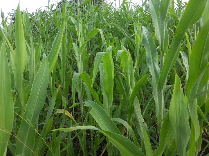 ขายส่ง-เมล็ดหญ้าจัมโบ้-jumbo-grass-หญ้าสวีทจัมโบ้-ตระกูลข้าวฟ่าง-หญ้าเลี้ยงสัตว์-พืชอาหารสัตว์-เมล็ดพันธ์หญ้า-หญ้าอาหารสัตว์-500-กรัม