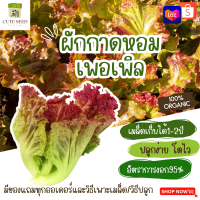 เมล็ดพันธุ์ผักกาดหอม เพอเพิล 200 เมล็ด อัตราการงอก95% ปลูกง่าย โตไว เมล็ดเก็บไว้ได้นาน2ปี(ทุกออเดอร์ แถมฟรี! เมล็ดผักกวางตุ้ง)