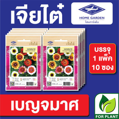 เมล็ดพันธุ์ ดอกไม้ เจียไต๋ CT25 เบญจมาศ บรรจุแพ็คล่ะ 10 ซอง ราคา 160 บาท