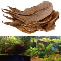 【LZ】✟  Natural Terminalia Catappa Folhas Fish Tank Ferramentas de Limpeza Aquário Tratamento De Água Equilíbrio PH e Acidez Acessórios 20PCs