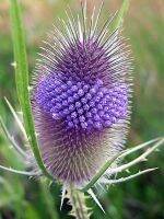 เมล็ดพันธุ์นำเข้าจาก อังกฤษ เมล็ดพันธุ์ Garden Seed ทีเซล Dipsacus fullonum wild teasel 100 เมล็ด