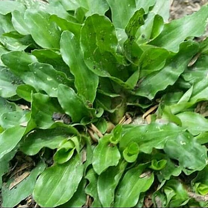 ขายถูก 500 กรัม เมล็ดหญ้าไทเป หญ้ามาเลเซียแคระ Broadleaf Carpet Grass
