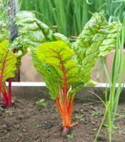 Orange Swiss chard (50 seeds) สวิสชาร์ตสีส้ม (50 เมล็ด)