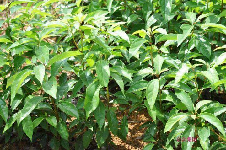 Buy 2 Get 1 Free Fast Germination 50 Seeds Camphor Tree Seedlings