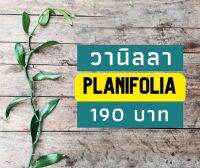 กิ่งพันธุ์วานิลลา planifolia