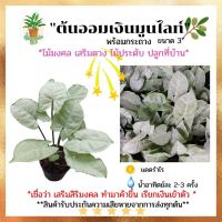 ต้นออมเงิน Syngonium Moonlight ออมเงินมูนไลท์  ไม้ตระกูลออมใบเงิน ใบกลมหน้าใบสีขาว หลังใบสีเขียวต้นไม้มงคล ค้าขายร่ำรวย กระถาง 3 นิ้ว พร้อมส่ง