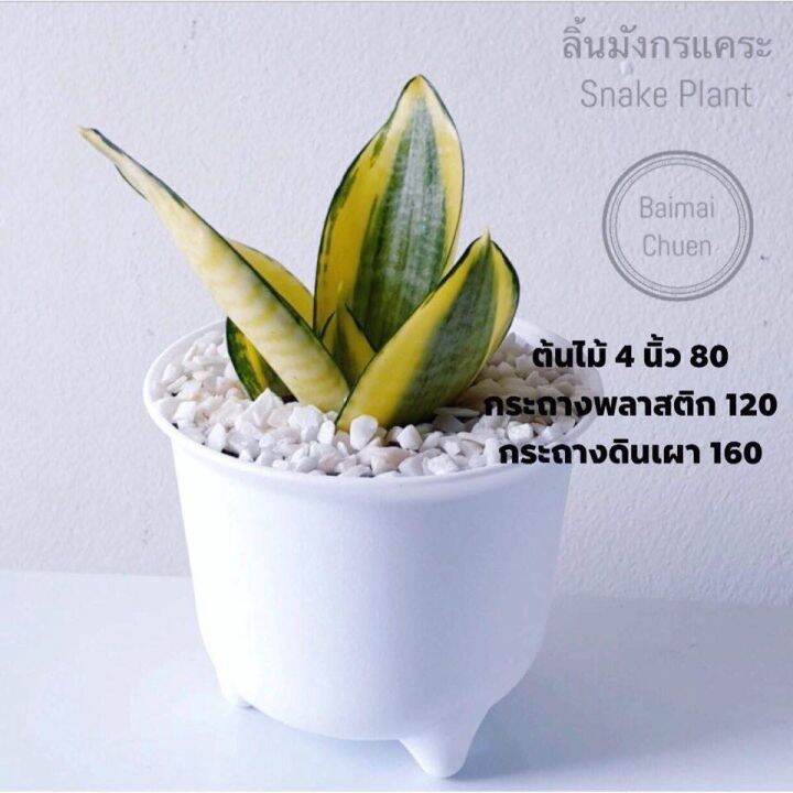 hot-ลด30-ใส่-octinc30-pro-l-ลิ้นมังกรแคระ-snake-plant-80-ส่งด่วน-พรรณ-ไม้-น้ำ-พรรณ-ไม้-ทุก-ชนิด-พรรณ-ไม้-น้ำ-สวยงาม-พรรณ-ไม้-มงคล