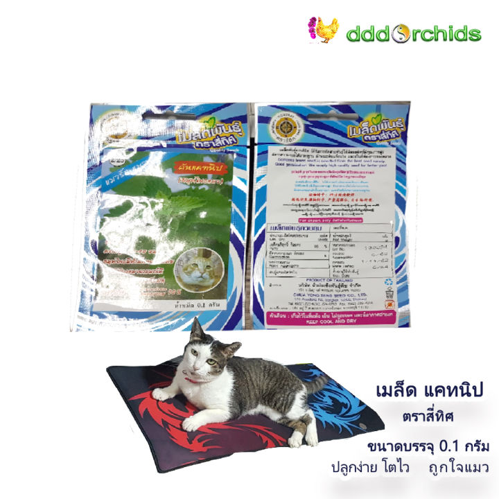 เมล็ดต้นแคทนิป-สมุนไพรแมว-catnip-seeds-1-ซอง-ร้าน-dddorchids