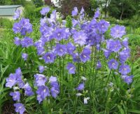 Plant Seeds เมล็ดพันธุ์ Campanula persicifolia peach bellflower 200 เมล็ด Plant Seeds เมล็ดพันธุ์นำเข้าจาก อังกฤษ