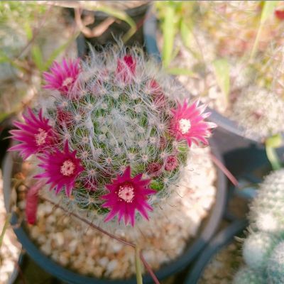 ( PRO+++ ) โปรแน่น.. แมมขนแมว ดอกชมพู (Mammillaria plumosa) cactus แคตตัส เพชร ราคาสุดคุ้ม พรรณ ไม้ น้ำ พรรณ ไม้ ทุก ชนิด พรรณ ไม้ น้ำ สวยงาม พรรณ ไม้ มงคล