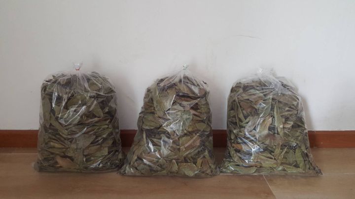 ใบทุเรียนเทศแห้ง-จากธรรมชาติ-100-air-dried-soursop-leaves-250-grams-500-grams-1-kg