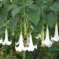 30 เมล็ดพันธุ์ เมล็ด เมล็ดพันธุ์ ต้นดอกระฆัง ดอกลำโพง แตรนางฟ้า Datura metel L. Angel Trumpet Seed อัตราการงอก 80-85%