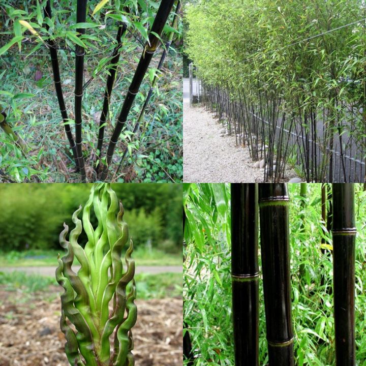 เมล็ดไผ่ดำ ไผ่ดำ เมล็ดไผ่ phyllostachys nigra ชื่อสามัญ black bamboo ปลูกประดับสวยงาม เป็นที่นิยมทั่วโลก