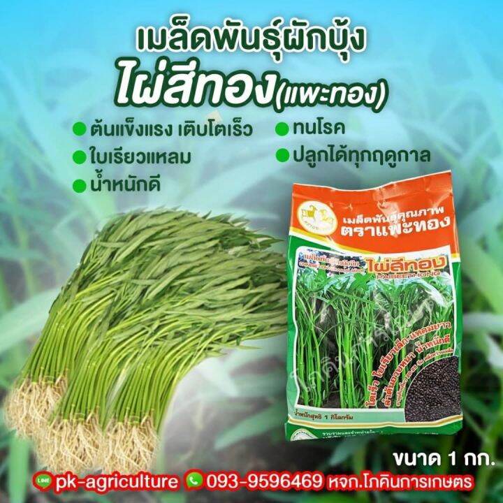 เมล็ดพันธุ์ผักบุ้ง-ไผ่สีทอง-ขนาด-1-กก