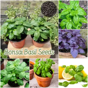 sweet basil leaves Buy sweet basil leaves at Best Price in