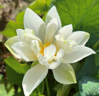 5 เมล็ด บัวนอก บัวนำเข้า บัวสายพันธุ์ perfect white Lotus สีขาว สวยงาม ปลูกในสภาพอากาศประเทศไทยได้ ขยายพันธุ์ง่าย เมล็ดสด