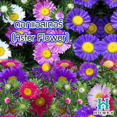 🌸 ดอกแอสเตอร์ (Aster Flower) 🌈 100 เมล็ด ดอกไม้ 🌸 ทนต่อสภาพอากาศร้อน ดอกไม้ homes