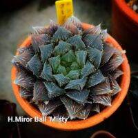 Haworthia Miror Ball ‘Misty’ A046