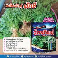 เมล็ดพันธุ์ผักชีฉัตรทิพย์ ขนาด 300 กรัม