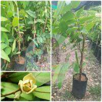 ต้นนมแมวเสียบยอด(cat milk tree)ขนาด40-50cm.