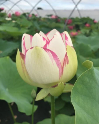 5 เมล็ด บัวนอก บัวนำเข้า บัวสายพันธุ์ Empress Lotus สีขาว ม่วง สวยงาม ปลูกในสภาพอากาศประเทศไทยได้ ขยายพันธุ์ง่าย เมล็ดสด