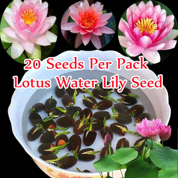 [Fast Germination] Ready Stock In Singapore 20 Pcs Lotus Water Lily